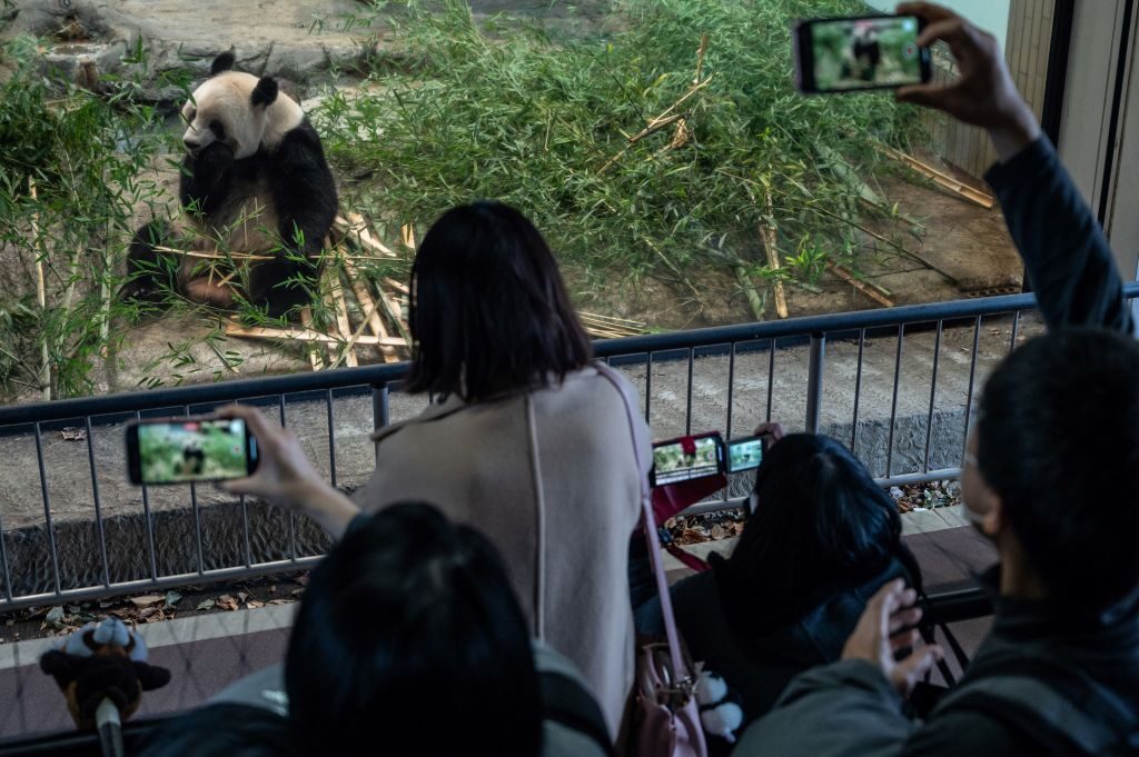 愛される国宝パンダ　映画主人公とは異なる　悲しき運命