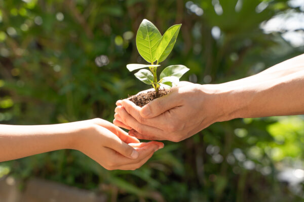 植物にも学習能力がある？