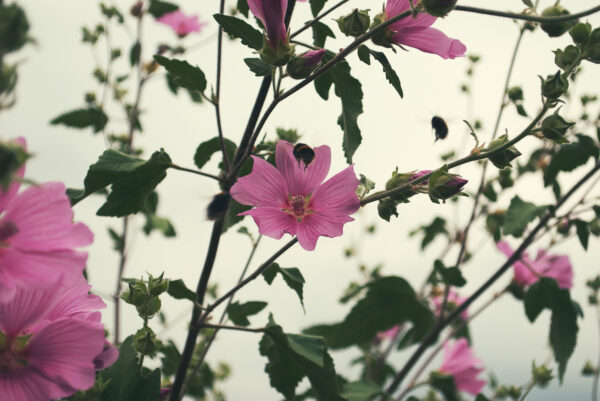 「世界に一つだけの花」の後遺症