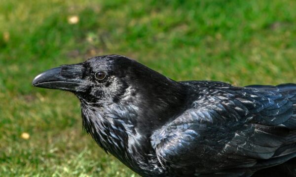 小さなゴリラのように立つカラスにみんな困惑