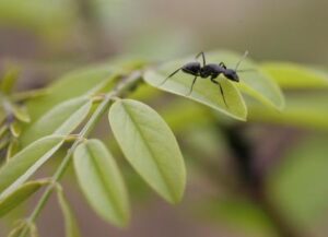 飛べるのに、なぜそうしない？