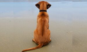 鼻の半分を失った犬　飼い主にも見捨てられた犬の運命は？！