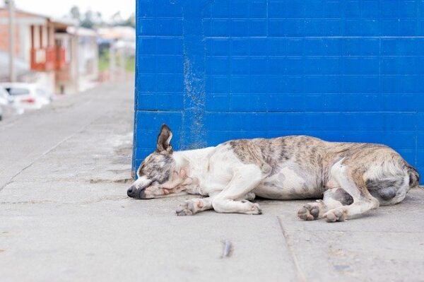 まるでひび割れた岩！ 　皮膚病でボロボロの犬のサイロ　奇跡的な変貌を遂げる