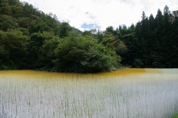 台湾芸術家、竹ひご作品で日本の無償ワクチン提供に感謝「心田を耕す」