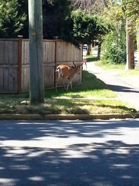 【私の一枚】Urban Deer（都会の鹿）