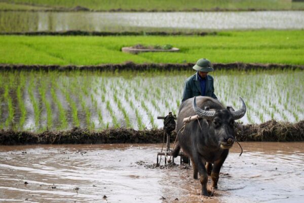 ベトナムが中国式戸籍制度を廃止　民主主義への歩み寄りか