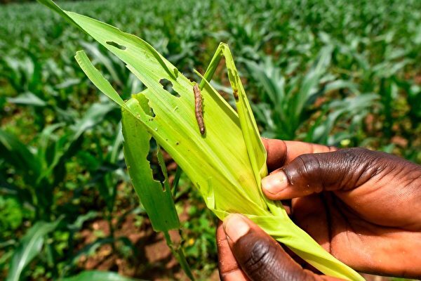 壊滅的食害もたらす害虫ツマジロクサヨトウ、中国18の省で発見