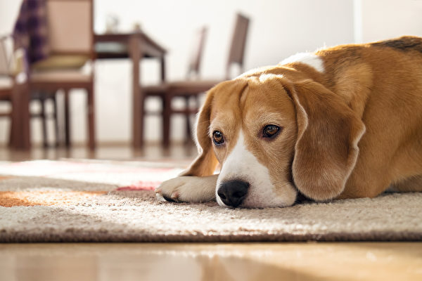 犬はどのくらい　ひとりぼっちでいられる？