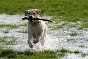 アルゼンチンの犬が急流に流された仲間を救う