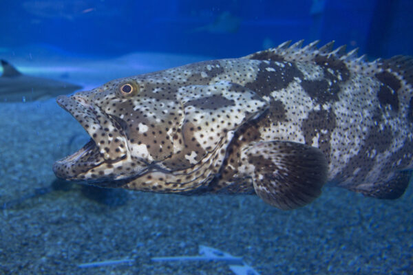 フロリダ　サメを釣り上げようとしたら超巨大ハタに奪われた