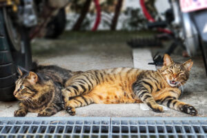 にゃんこ退散！？猫を遠ざける5つのニオイ