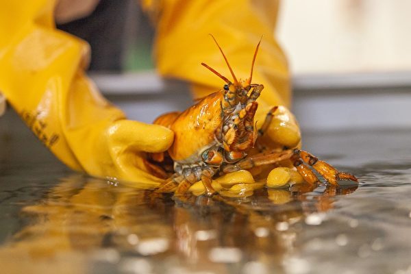 3000万分の1の確率　米国の漁師が希少なゴールデンロブスターを捕獲