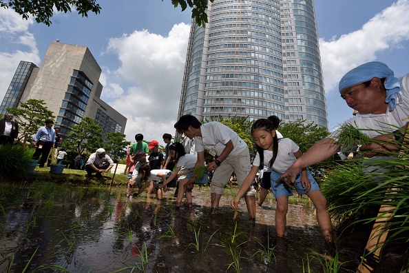 東京六本木で田植えイベント開催