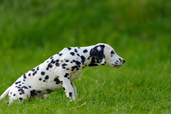 よく似た2頭の馬と1匹の犬が親友になる