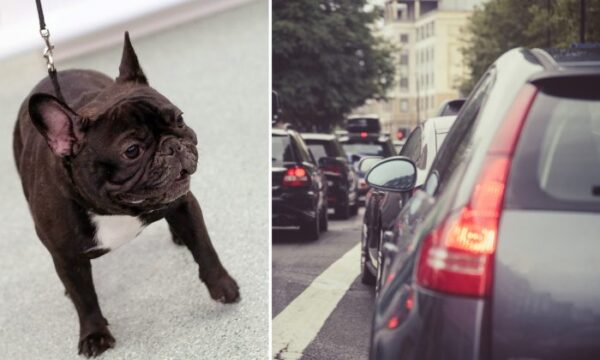 車につながれたまま走行され、命を落とした母犬