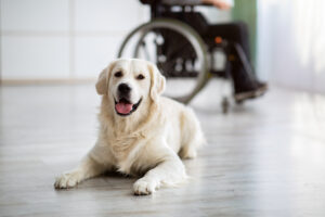 ご存じですか「血糖アラート犬」海外では活躍しています