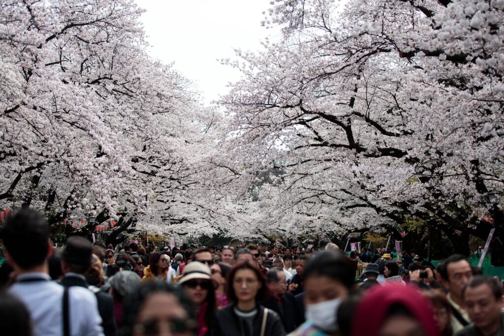 間も無く花見シーズン、中国から60万人が訪日の予想