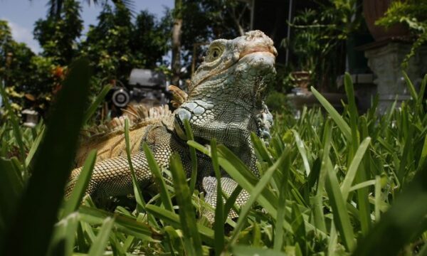 イグアナも木から落ちる…米フロリダ州が注意呼びかけ　大寒波で休眠状態に