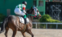 競技馬が脱走し公道で疾走　警察も出動し大騒ぎ