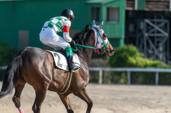 競技馬が脱走し公道で疾走　警察も出動し大騒ぎ