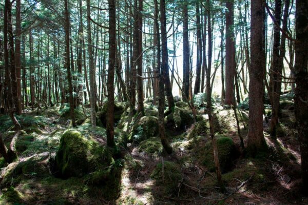 国の天然記念物「峨嵋山樹林」、傷つけや穴開けの被害　山口県は文化庁に届出