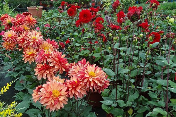 【写真記事】春が来た百花繚乱の庭