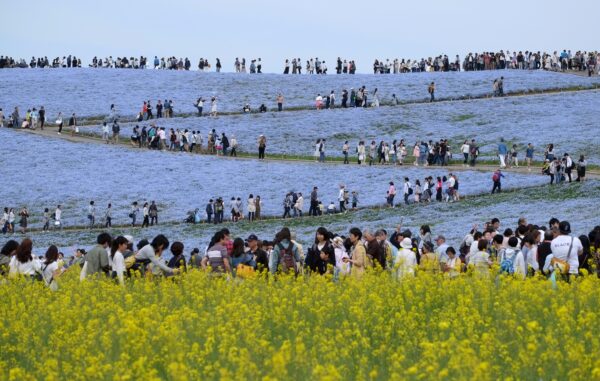 青い空と溶け合う瑠璃色の花＝ひたち海浜公園