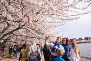 【写真】米ワシントン桜満開、「全米桜まつり」開催中