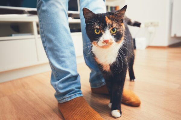 オランダで52日間空き家に閉じ込められた子猫が奇跡的に生き延びる