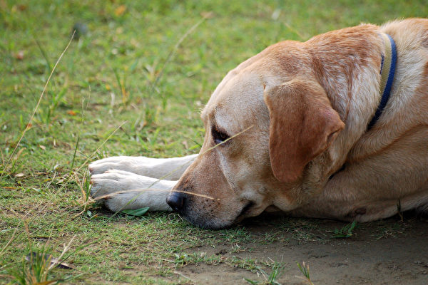 旅券をボロボロにして武漢旅行に行けなくした台湾の子犬、結果褒めたたえられる