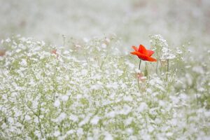 日本の昔話：あの世から生き返った利荊女