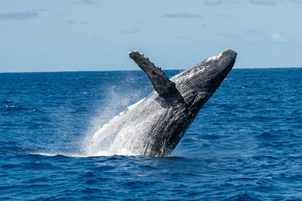 4本足の両生クジラの化石がエジプトで発見される