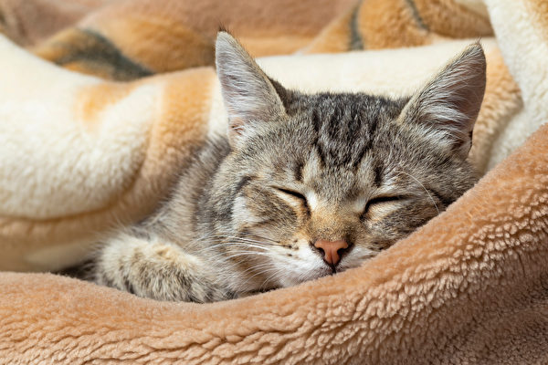 獣医師が教える！猫が健康で長生きするための10のポイント