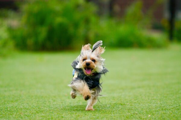 10歳の主人を守るため、犬がオオカミに対抗する