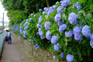 あじさいの咲く小径　東京都北区・飛鳥山公園