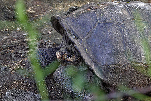 「生息していた」フェルナンディナゾウガメ　絶滅と見られて一世紀