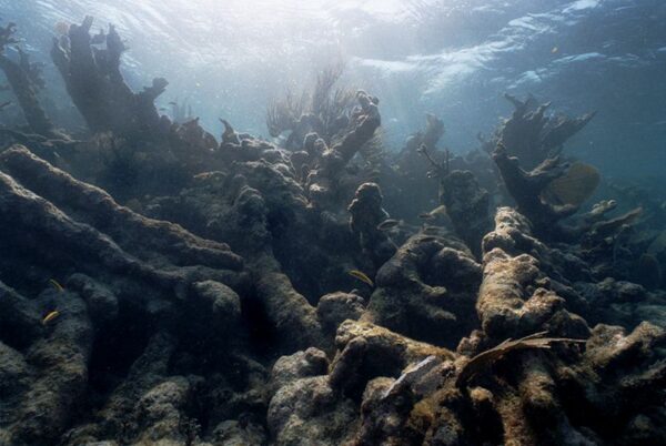 気候変動がサンゴ礁を破壊、海水温上昇続けば消失加速も＝リポート