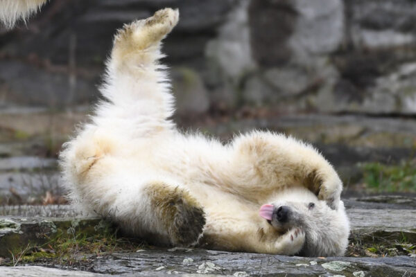 『写真で一言』遊んでいるクマ