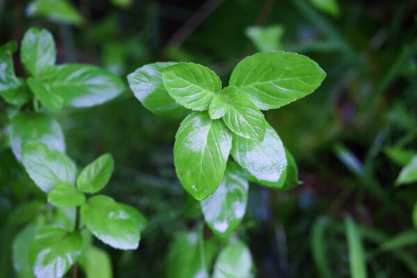 「人生を爽やかにする植物」ハッカの効能と利用法