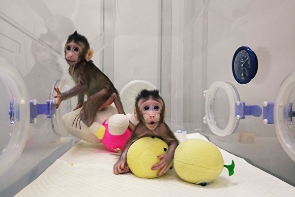 中国、サルのクローンに成功　霊長類で世界初　倫理面の懸念も