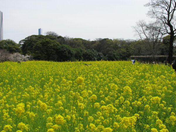 「夕月かかりて匂い淡し」浜離宮の菜の花