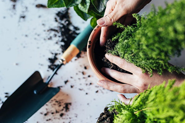 買ったままにしていませんか？　植物の鉢の植え替え　6つのポイント