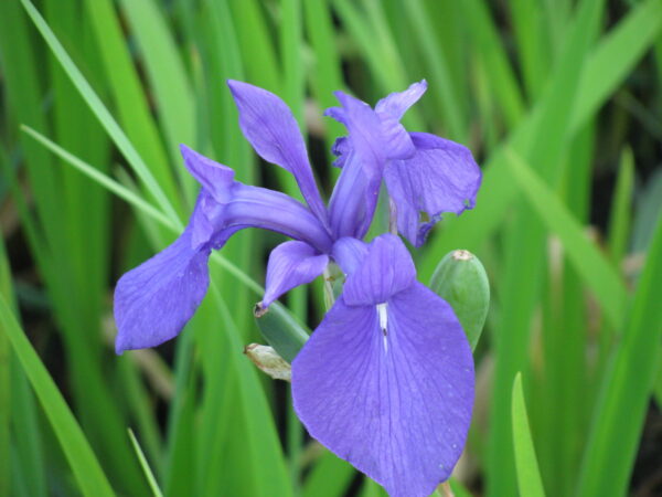 【花ごよみ】カキツバタ