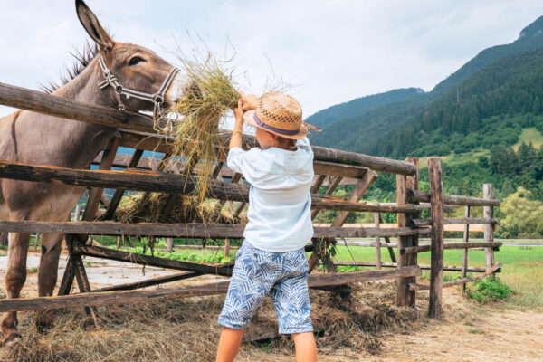 カナダの3歳の農家の男の子とロバの友情