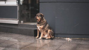 雨の中　怪我した犬を少女が救った動画が話題に