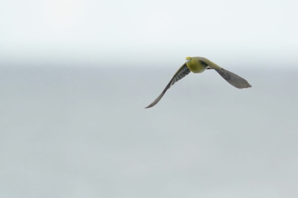 イギリスで伝書鳩が行方不明　発見されたのは大西洋を越えたあの国