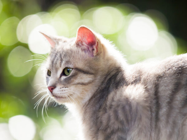 行方不明だった猫がとった驚くべき行動とは