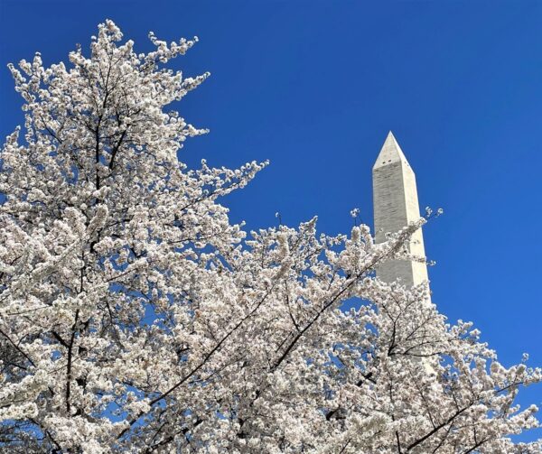 ＜写真＞日米友好のソメイヨシノ　首都を淡いピンクに彩る