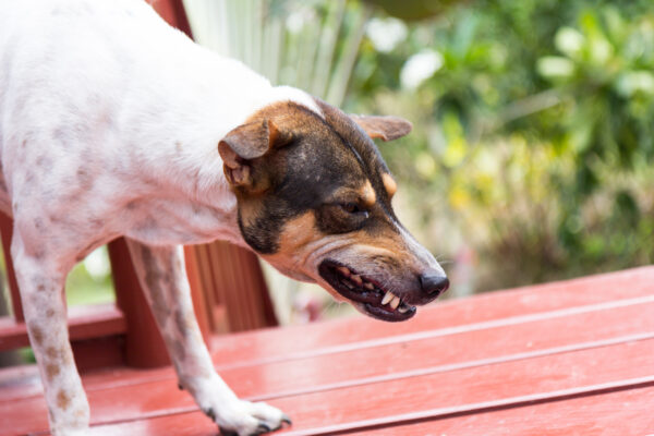 研究で明らかに！？犬が攻撃的になるのは飼い主が影響している可能性が高い