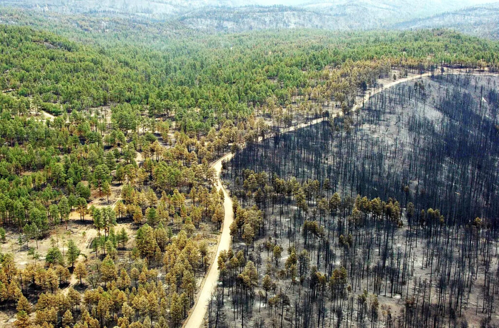 気候変動活動家、樹木を間伐して埋めて地球を救っている（1）